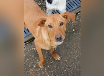 Charmante MIRA sucht liebevolles Für-Immer-Zuhause