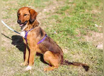 Zauberhafter DARIO - Herzenshund, Knutschkugel und Zuckerbub