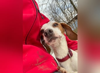 Schlappohr FICO sucht Familie zum Kuscheln
