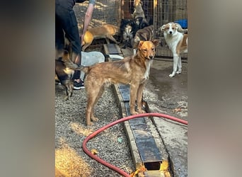 Aufgepasst - hier ist der charmante Traumhund ALAN