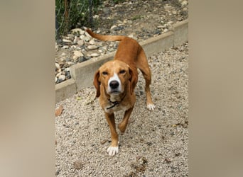 Freundlicher BARK möchte dich um seine hübschen Pfoten wickeln