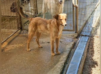 Aufgepasst - hier ist der charmante Traumhund ALAN