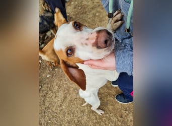 Schlappohr FICO sucht Familie zum Kuscheln