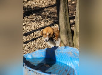 wunderhübscher WILHELM braucht DICH zum "Weiterwachsen"