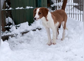Verspielt, verschmust und neugierig - PERDITA könnte deine Traumhündin werden