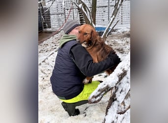 Zauberhafter DARIO - Herzenshund, Knutschkugel und Zuckerbub
