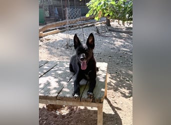 Niedliche BILLIE könnte dein Herzenshund werden