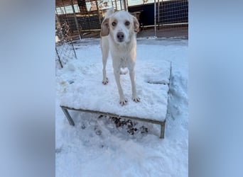 Gute-Laune-Hund LIMA möchte mit dir ins richtige Leben starten
