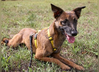 lustige NISHA wartet in 91052 Erlangen auf Dich 