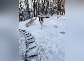 Süßer MAXIM träumt vom großen Glück