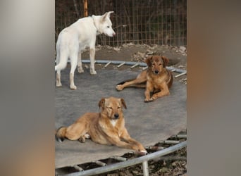 OSCAR er hat nur einen Wunsch - eigene Herzensmenschen !
