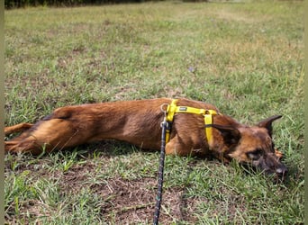 lustige NISHA wartet in 91052 Erlangen auf Dich 