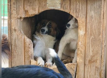 WILHELM - quirlig, lebensfroh sucht Familie zum liebhaben !