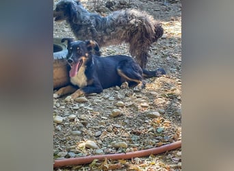 Traumhündin ALANIS mit dem Potential zum Herzenshund