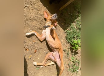 Freundlicher BARK möchte dich um seine hübschen Pfoten wickeln