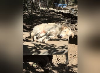 Kuschelhund MAXIM will endlich seine eigenen Menschen finden - vielleicht dich?