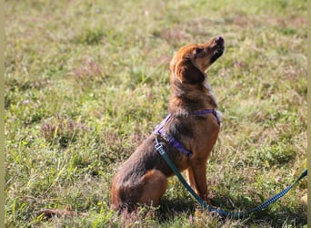 Zauberhafter DARIO - Herzenshund, Knutschkugel und Zuckerbub
