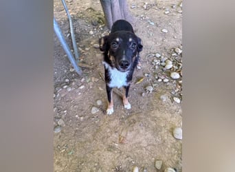 Traumhündin ALANIS mit dem Potential zum Herzenshund
