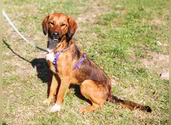 Zauberhafter DARIO - Herzenshund, Knutschkugel und Zuckerbub