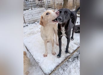 Kuscheln und Spielen im eigenen Zuhause, davon träumt die liebe IRMA
