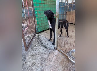 Kuscheln und Spielen im eigenen Zuhause, davon träumt die liebe IRMA