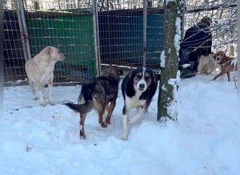 Wer nimmt LOARA an die Pfote und zeigt ihr die große, weite Welt?