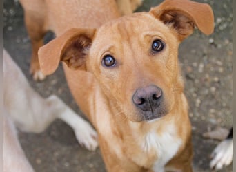 Charmante MIRA sucht liebevolles Für-Immer-Zuhause