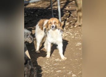 wunderhübscher WILHELM braucht DICH zum "Weiterwachsen"