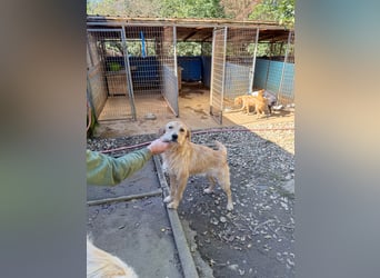 Zuckersüßer DARCY - manchmal etwas zurückhaltend aber doch neugierig