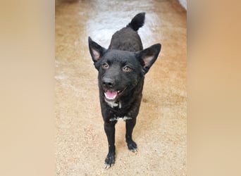 Niedliche BILLIE könnte dein Herzenshund werden