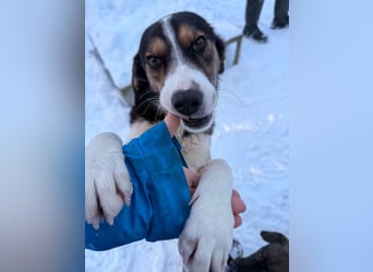 Gut gelaunte LOARA sucht Kuschelpartner fürs Leben