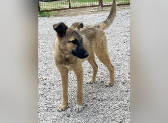 Kuschelmaus JOSEPHINE will endlich von ihren Menschen entdeckt werden