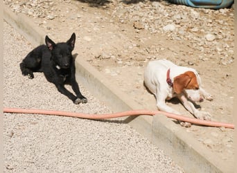 Niedliche BILLIE könnte dein Herzenshund werden