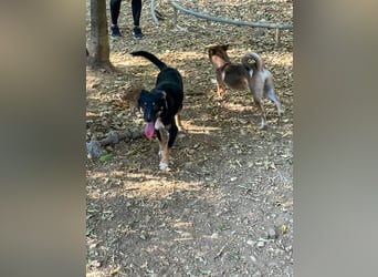 Traumhündin ALANIS mit dem Potential zum Herzenshund