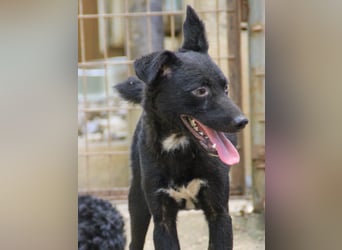 Niedliche BILLIE könnte dein Herzenshund werden