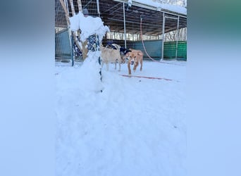 Freundlicher BARK möchte dich um seine hübschen Pfoten wickeln
