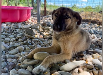 Kuschelmaus JOSEPHINE will endlich von ihren Menschen entdeckt werden