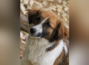 WILHELM - quirlig, lebensfroh sucht Familie zum liebhaben !