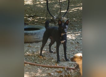 Zauberhafte BILLIE - sanfte Hündin mit einem großen Herz