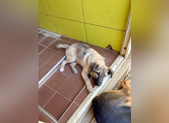 Kuschelmaus JOSEPHINE will endlich von ihren Menschen entdeckt werden