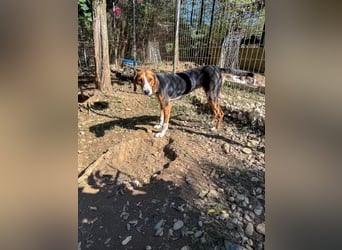 wunderschöne OFELIA, friedlich, liebevoll & ruhig