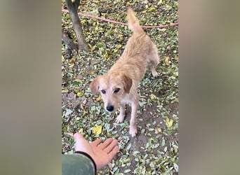 Zuckersüßer DARCY - manchmal etwas zurückhaltend aber doch neugierig