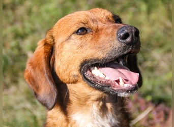 Zauberhafter DARIO - Herzenshund, Knutschkugel und Zuckerbub