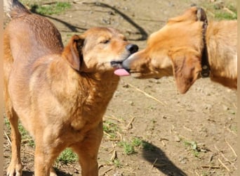 OSCAR er hat nur einen Wunsch - eigene Herzensmenschen !