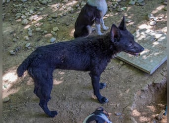 Niedliche BILLIE könnte dein Herzenshund werden