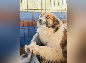 wunderhübscher WILHELM braucht DICH zum "Weiterwachsen"