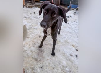 Kuscheln und Spielen im eigenen Zuhause, davon träumt die liebe IRMA