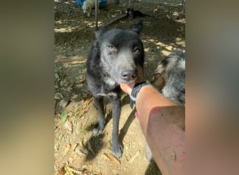 Zauberhafte BILLIE - sanfte Hündin mit einem großen Herz