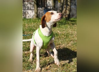 Schlappohr FICO sucht Familie zum Kuscheln