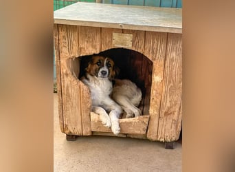 WILHELM - quirlig, lebensfroh sucht Familie zum liebhaben !